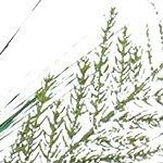 red and green