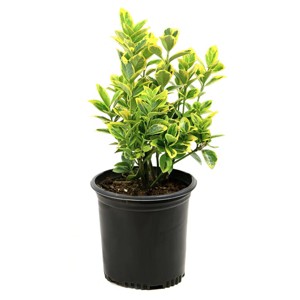 National Plant Network Live Outdoor Golden Euonymus Plant - 1ct 1gal - 1 of 4