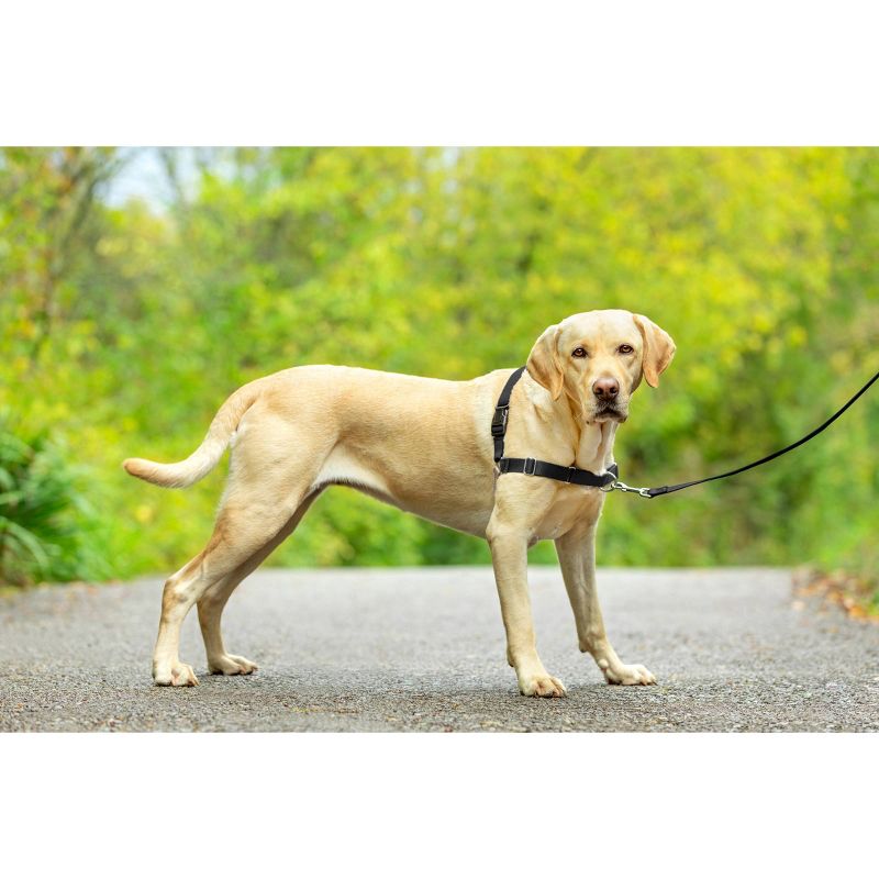 PetSafe Easy Walk Adjustable Dog Harness, 3 of 11