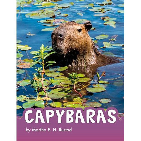 What kind of dinosaurs was the capybara? : r/capybara