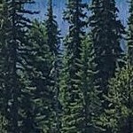 dappled light bronze narrow