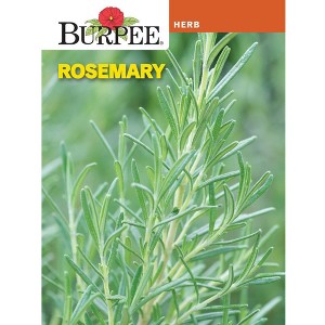Burpee Rosemary Herb Seeds - 1 of 2