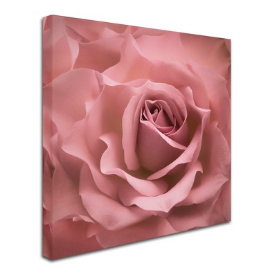 Trademark Fine Art - Cora Niele Misty Rose Pink Rose Matted Framed Art