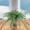 Floral Home 48" Wide Boston Fern with 48 Fronds - 1-Piece - 3 of 4