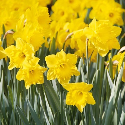 100ct Daffodils Colossal Yellow Trumpet Mammoth Bulbs - Van Zyverden