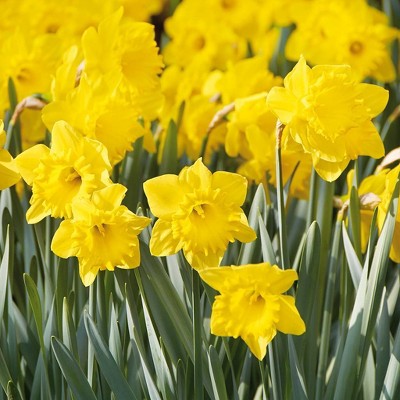 100ct Daffodils Colossal Yellow Trumpet Mammoth Bulbs - Van Zyverden