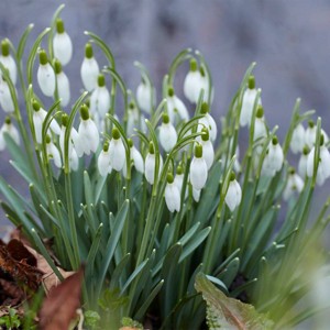 Van Zyverden 5ct Bulbs Snowdrops Galanthus - 1 of 4