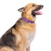 Country Brook Petz HossFit Jr Wide Martingale with Deluxe Buckle - Paisley Collection (Purple Paisley, Medium) - 3 of 4