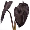 Vickerman Artificial Alocasia Potted Plant - 2 of 4