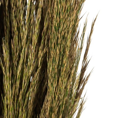 Natural Green 36" Preserved Plume Reed Bundle