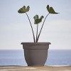 Bloem Ariana Round Resin Planter Pot Indoor and Outdoor Gardening - 2 of 4