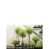 Sullivans Artificial 23", 26" & 30" Feather Fern Topiary Tree Set of 3 - 3 of 3