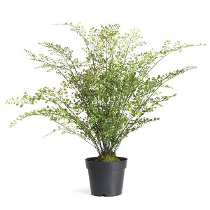 Plum & Post Maidenhair Drop-In 30" - 1 of 4