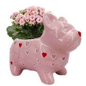 Live Valentine's Day 2" Kalanchoe Potted Plant in Pink Hearts Frenchie Planter - Spritz™ - 1 of 3