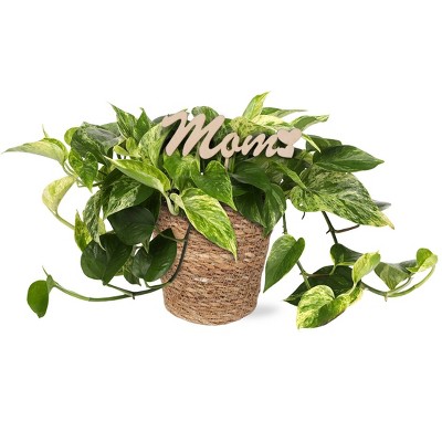 Green Circle Growers 5" Pothos Houseplant Seagrass Planter