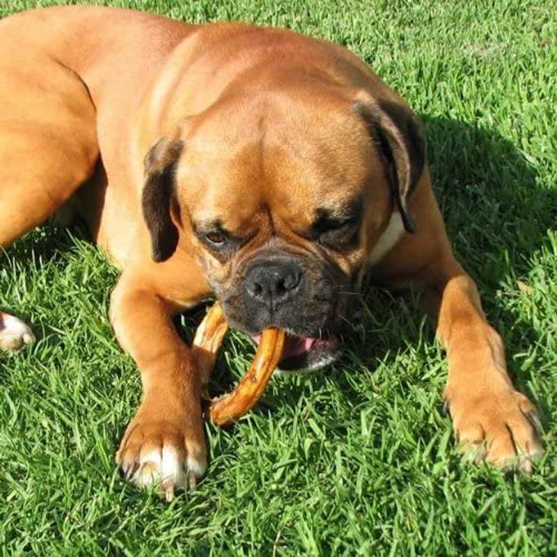Pawstruck All-Natural Bully Stick Rings for Dogs - Single Ingredient Rawhide Free Dental Chew Treats Made with 100% Real Beef, 5 of 10