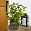 Northlight Artificial Olive Plant in Rustic Pot with Handles - 14" - image 2 of 4