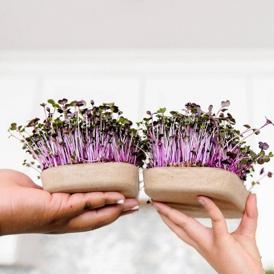 Back to the Roots 2pk Organic Microgreens Grow Kit Value Pack