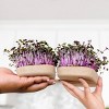 Back to the Roots Organic Microgreen Mighty Mix Grow Kit - 2pk - image 2 of 4