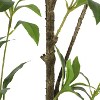 Chery Life 47.20 inch Artificial Pieris Tree for Home Decor - 4 of 4
