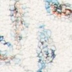 ivory/blue