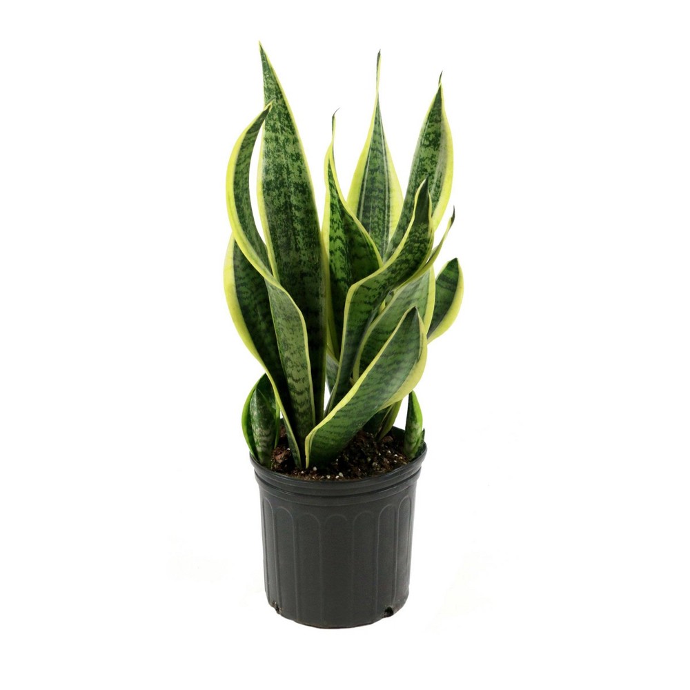 National Plant Network Live Indoor Laurentii Sansaveria Snake Plant - 2gal