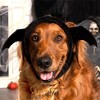 Flex-Fit Costume Hat for Dogs - 3 of 4