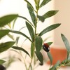 DR.Planzen 8ft Artificial Olive Tree with 18in White Planter, Tall Faux Olive Trees with Relastic Frutis for indoor outdoor Home Decor - 3 of 4