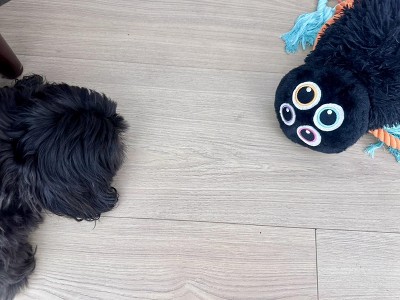 Guest review image 1 of 1, zoom in