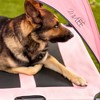 Midlee Pink Dog Cot Canopy - image 4 of 4