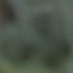 distressed awning stripe natural