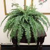 Floral Home 48" Boston Fern with 60 Lifelike Fronds - 4-Piece - 3 of 4