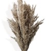 Alilang Dried Floral Arrangement with Pampas Grass and Textured Accents - Beige - 4 of 4