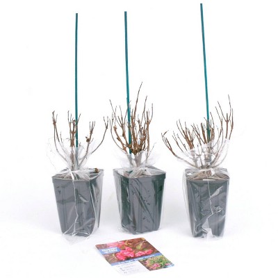 3ct Weigela Strobe 4" Potted Rocketliners Plants - Van Zyverden