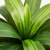 5-6ft UV & Sunproof Artificial Dracaena Tree for Indoor/Outdoor - Faux Silk Plant in Tall Planter, Tall Faux Tree for Home & Garden Decor - 3 of 4
