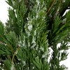 Northlight Real Touch™️ Iced Cedar Artificial Christmas Wreath  - 24" - Unlit - 4 of 4
