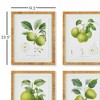 Plum & Post Fruit Study Set of 4 - 2 of 4