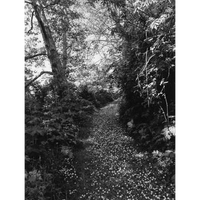 Robert Adams: An Old Forest Road - by  W S Merwin (Hardcover)