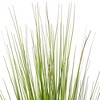 Green/Burgundy Flax Grass Potted - 2 of 4