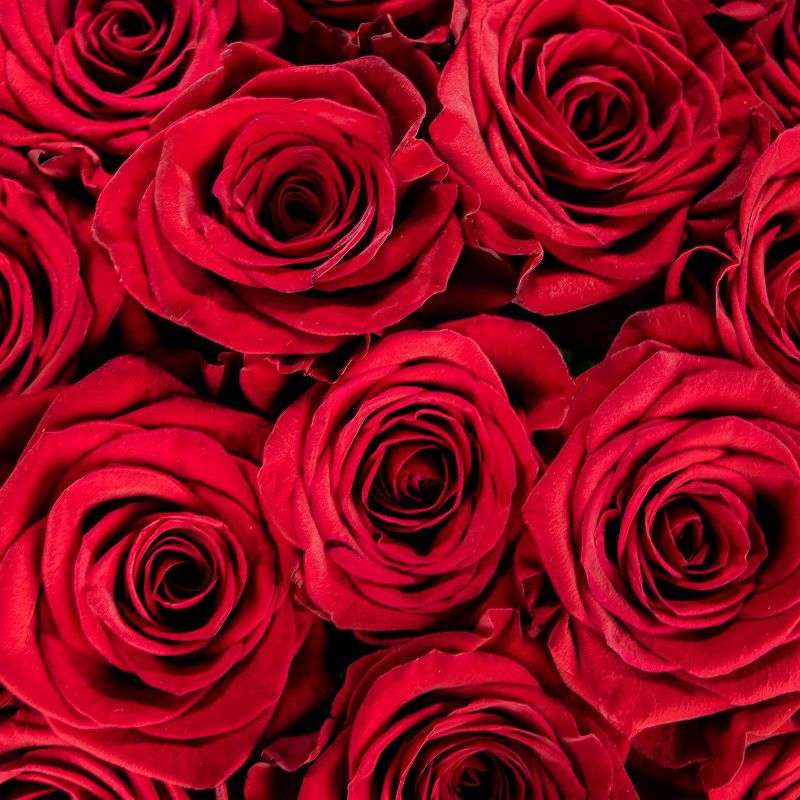 Dozen Fresh Cut Red Roses with Vase, 4 of 6