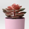 Succulent Multipack Plant Pink - Room Essentials™ - 4 of 4