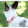 Country Brook Petz Premium Nylon Dog Collar with Metal Buckle for Small Medium Large Breeds - Vibrant 30+ Color Selection - 4 of 4