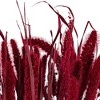 Vickerman 26" Dried Setarea Bunch, 6 oz. - 2 of 3