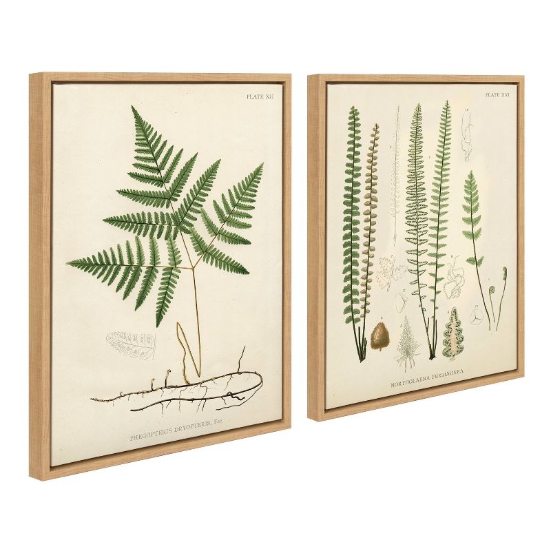 18&#34;x24&#34; Sylvie Ferns Wall Canvas Set by Corinna Buchholz - Framed Botanical Art, UV-Resistant Inks, Easy-to-Hang, Locally Framed in Wisconsin, 3 of 6