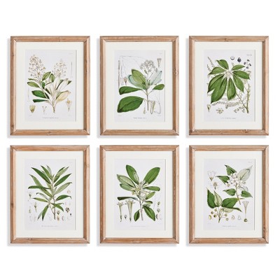 Plum & Post 16"W x 1"D x 19.5"H Classic Flower And Leaf Study Framed Wall Art Set of 6