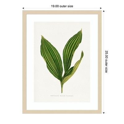 Lily of the Valley Botanical Lithograph with Wood Frame
