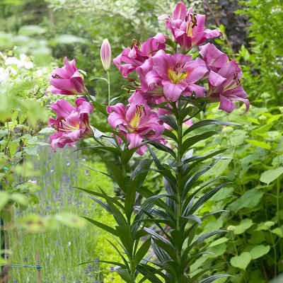 Van Zyverden Set of 7 Lilies Mammoth Tall Purple Ladies Bulbs