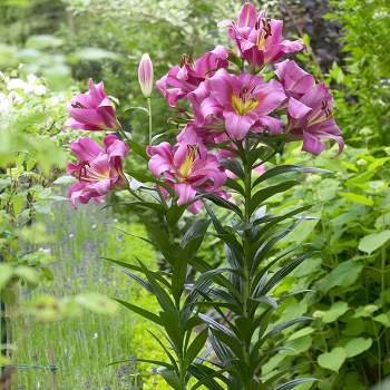 Van Zyverden 7ct 'Purple Ladies' Mammoth Tall Lily Bulb Pink