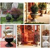 Bloem Indoor/Outdoor Plastic Grecian Urn Planter - 2 of 4
