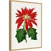Amanti Art Poinsettia Pulcherrima Leaf Illustration by Pictufy Canvas Wall Art Print Framed - 2 of 4
